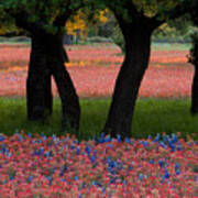 Beautiful Arrangement Of Bright Red Paintbrush And Bluebonnets A #1 Poster