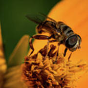 Bee On Flower #1 Poster