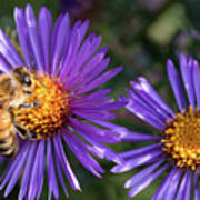 Bee Or Purple Flower #1 Poster