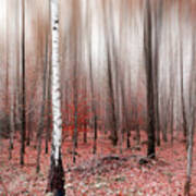 Birchforest In Fall Poster