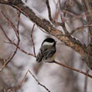 Black Capped Chickadee #1 Poster