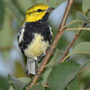 Black-throated Blue  #1 Poster