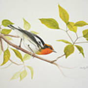 Blackburnian Warbler #1 Poster