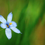 Blue Eyed Grass Flower Poster