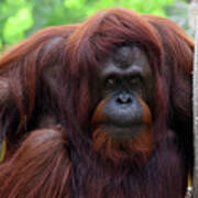 Bornean Orangutan #1 Poster