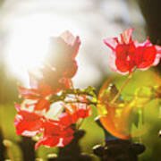 Bougainvillea Spectabilis Genoves Park Cadiz Spain #1 Poster