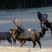 Bull Elk In Frost Poster