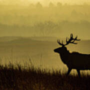 Bull Elk #1 Poster