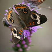 Buckeye Butterfly Poster