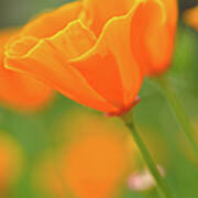 California Spring Poppy Macro Close Up #1 Poster