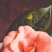 Camellia #1 Poster