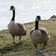 Canada Geese Poster