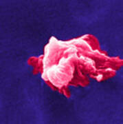 Cancer Cell Death, Sem 6 Of 6 #1 Poster
