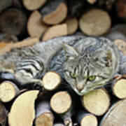 Cat Resting On A Heap Of Logs #1 Poster