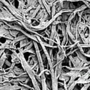 Cellulose Fibers In A Paper Towel #1 Poster