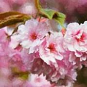 Cherry Blossom #1 Poster