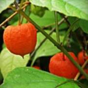 Chinese Lanterns Poster