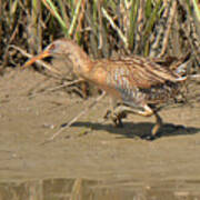 Clapper Rail #1 Poster