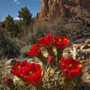 Claret Cup Cactus At Ghost Ranch Poster