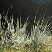Close-up Of Dew On Grass, In A Sunny, Humid Autumn Morning #1 Poster