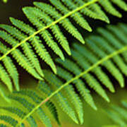 Close-up Of Ferns #1 Poster