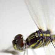 Close Up Shoot Of A Anisoptera Dragonfly #1 Poster