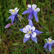 Colorado Columbine Poster