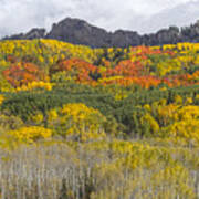 Colorado Kebler Pass Fall Foliage Poster