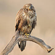 Common Buzzard #1 Poster