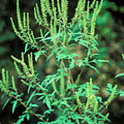 Common Ragweed In Flower Poster