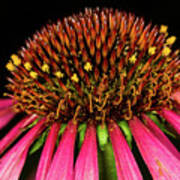 Cone Flower #1 Poster