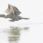 Cormorant Takes To Flight #1 Poster
