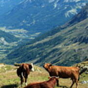 Cows At The Galibier Pass, France #1 Poster