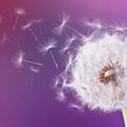 Dandelion Flying On Magenta Background #1 Poster