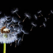 Dandelion On Black Background #1 Poster