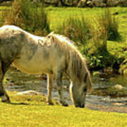 Dartmoor Pony #2 Poster