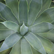 Detail Of An Agave Attenuata #1 Poster