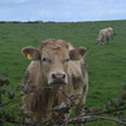 Doolin Cow #1 Poster