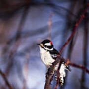 Downy Woodpecker #1 Poster