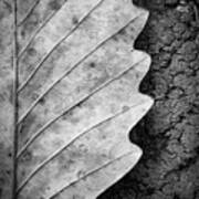 Dried Leaf #1 Poster
