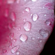 Droplets On Pink #1 Poster