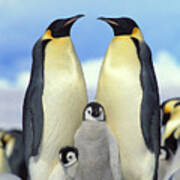 Emperor Penguin Aptenodytes Forsteri #1 Poster