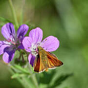 Essex Skipper #1 Poster