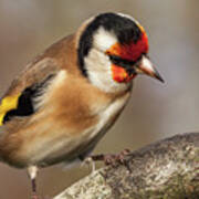 European Goldfinch Bird Close Up   #9 Poster