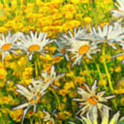 Field Of Daisies #2 Poster