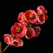 Flowering Quince #1 Poster