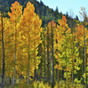Glowing Aspens Along Highway 62 #1 Poster