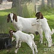 Goat With Kids Poster