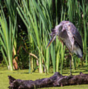Great Blue Heron Itch #1 Poster