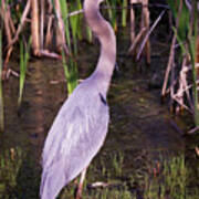 Great Blue Heron #1 Poster